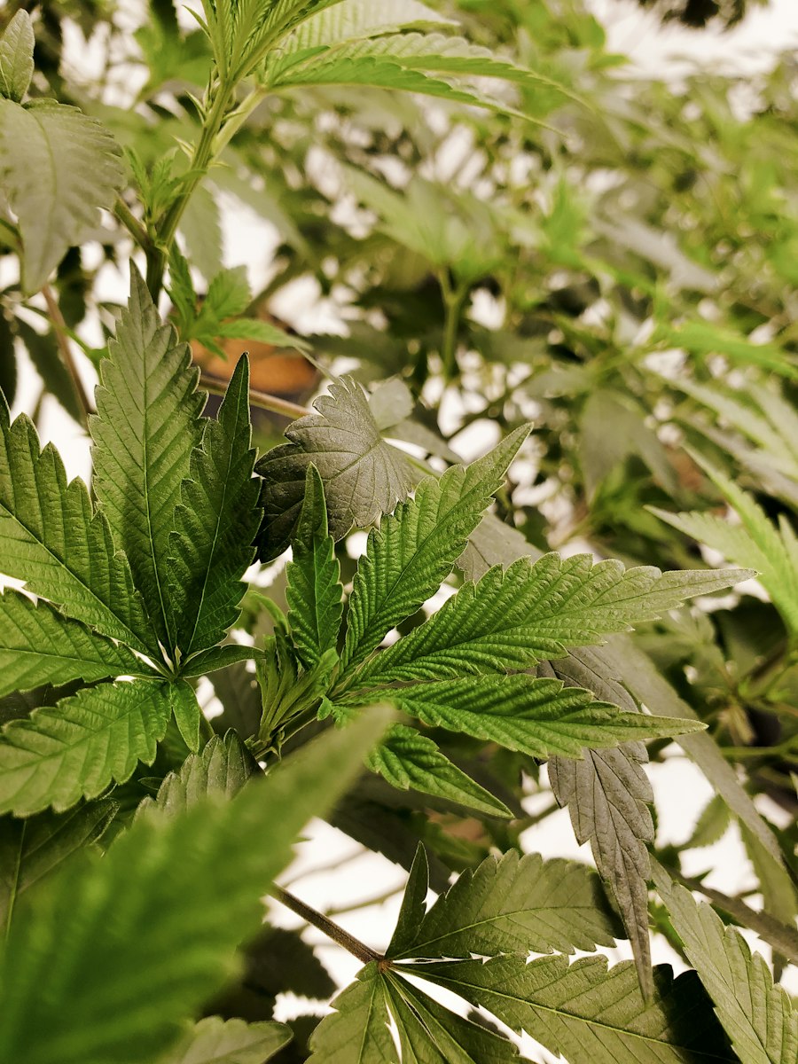 freebase e-liquid